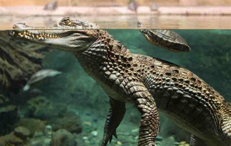 how fast can an alligator swim and does its swimming speed influence its hunting strategy?